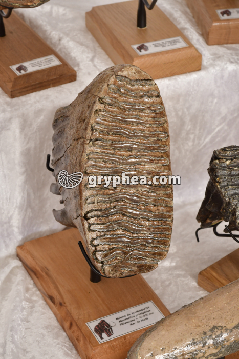 Molaire de mammouth (Mammuthus primigenius, Pléistocène, -50 000 ans, Mer du Nord) - gryphea.org